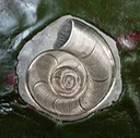 Pendent - Salish Moonsnail Shell