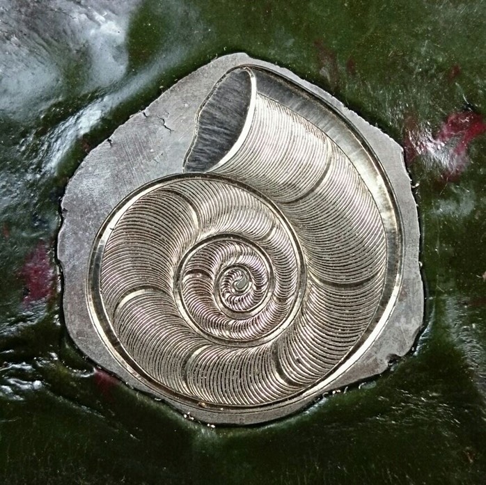 Pendent - Salish Moonsnail Shell